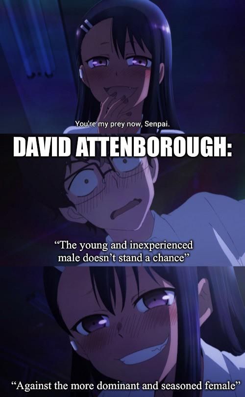 Ijiranaide Nagatoro-san #46