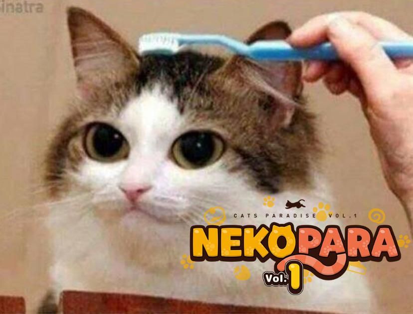 Nekopara #16