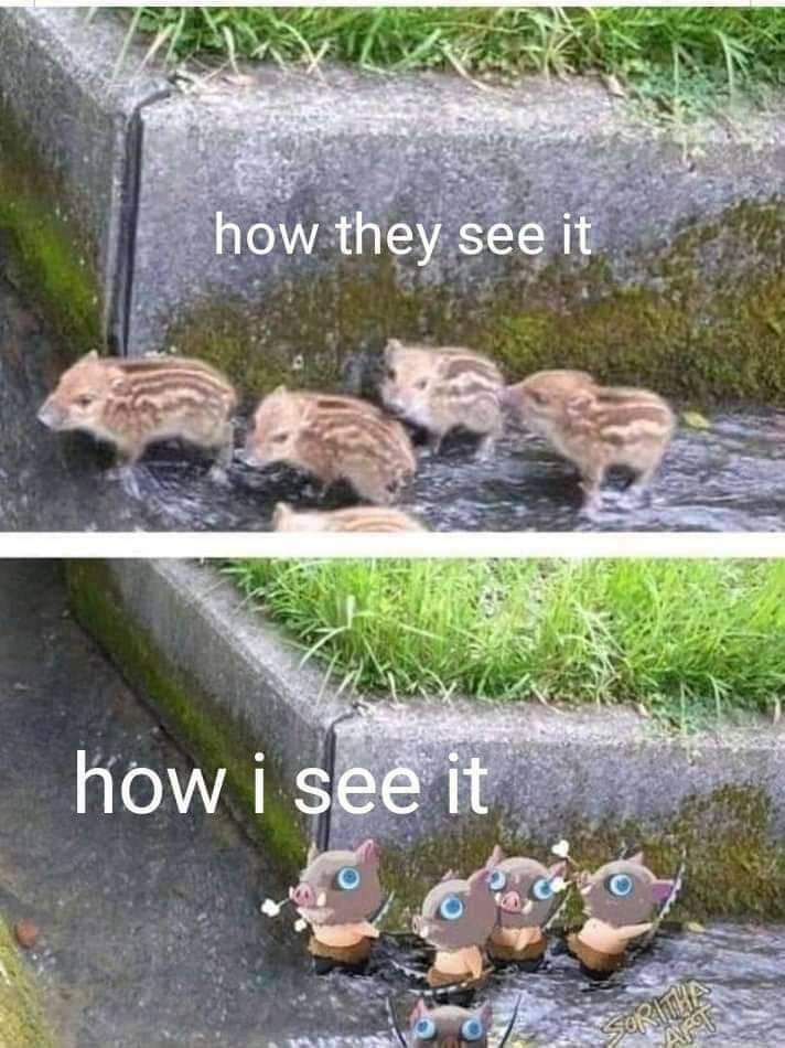 Kimetsu no Yaiba #269